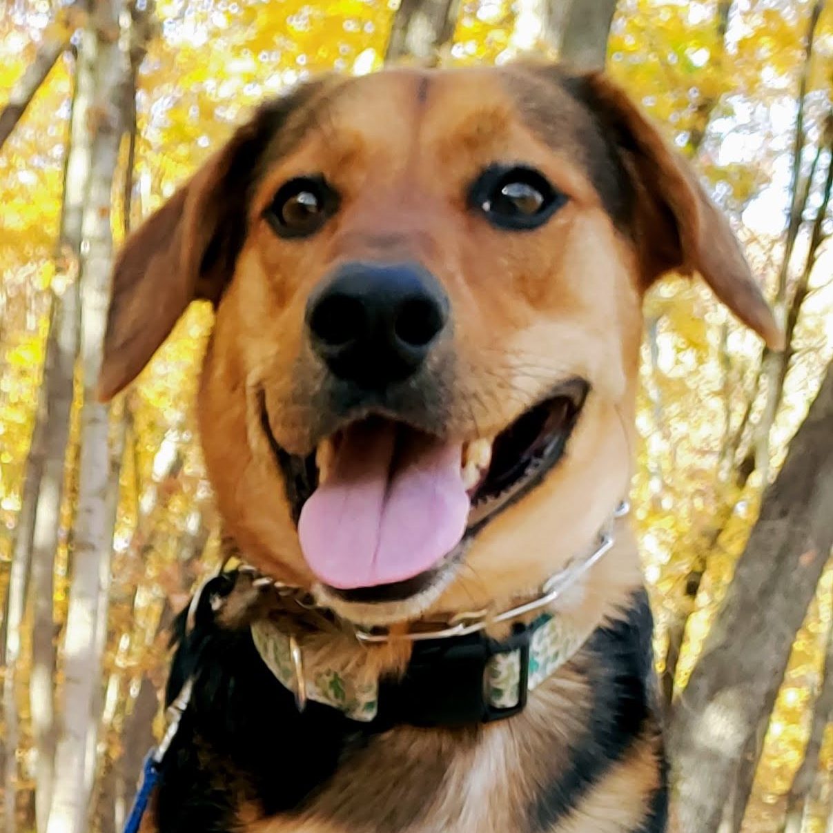 photo of a dog with its tongue out
